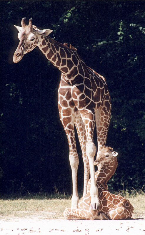 Mother and Baby Giraffes