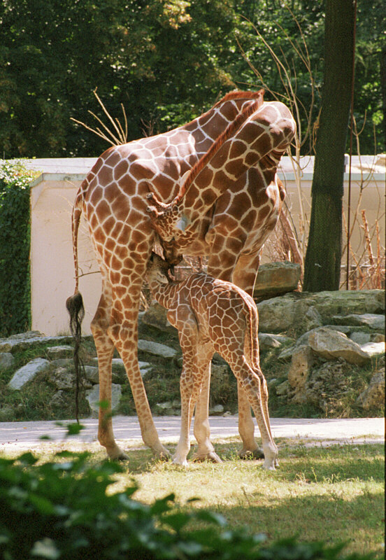 Baby Giraffe Suckling Mother Giraffe
