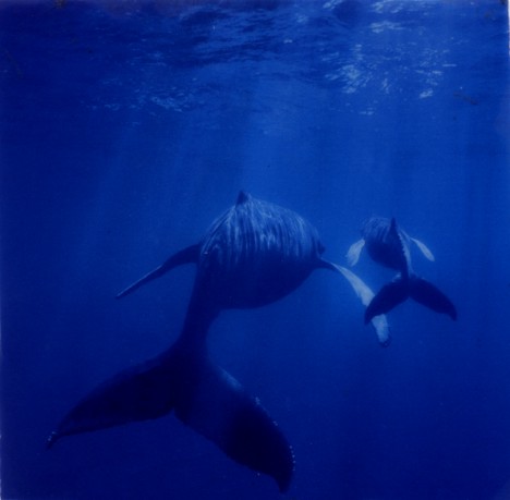 whales